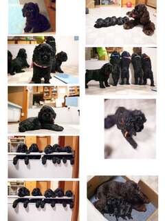 ナナ氏宅へお悔やみのお返事をするのに写真を出し直して選別中。