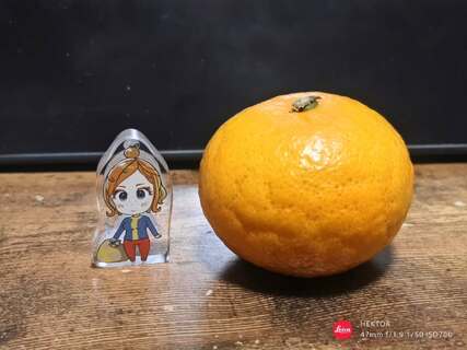 みかんの季節。